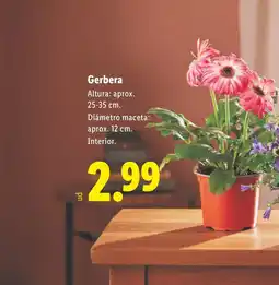 Lidl Gerbera oferta