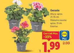 Lidl Geranio oferta