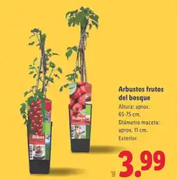 Lidl Arbustos frutos del bosque oferta