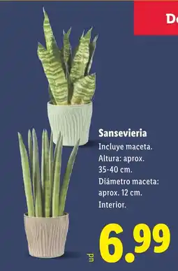 Lidl Sansevieria oferta