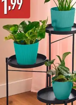 ALDI BELAVI Maceta oferta