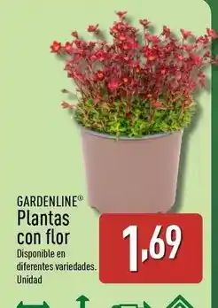 ALDI Gardenline - plantas con flor oferta