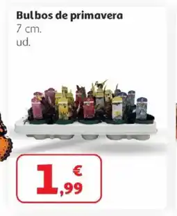 Alcampo Bulbos de primavera oferta