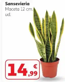 Alcampo Sansevieria oferta