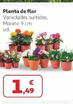 Alcampo Planta de flor oferta