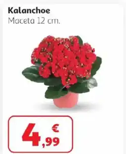 Alcampo Kalanchoe oferta