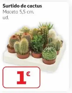Alcampo Surtido de cactus oferta