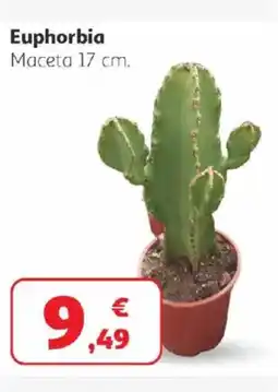Alcampo Euphorbia oferta
