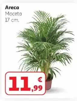 Alcampo Areca oferta