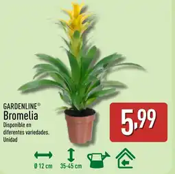 ALDI GARDENLINE Bromelia oferta