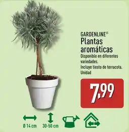 ALDI GARDENLINE Plantas aromáticas oferta