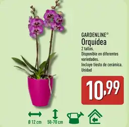 ALDI GARDENLINE Orquídea oferta