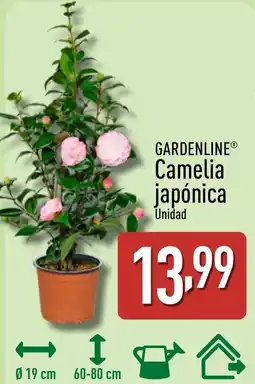 ALDI GARDENLINE Camelia japónica oferta