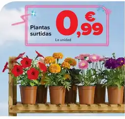 Carrefour Plantas surtidas oferta