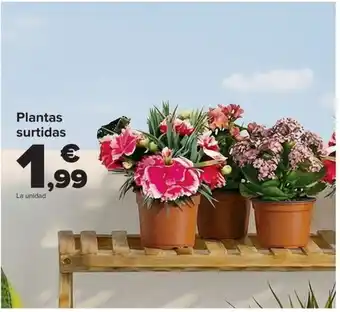 Plantas surtidas