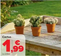 Carrefour Cactus oferta