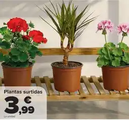 Carrefour Plantas surtidas oferta