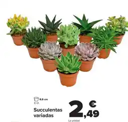 Carrefour Succulentas variadas oferta