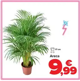 Carrefour Areca oferta