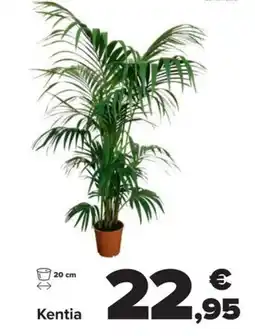 Carrefour Kentia oferta