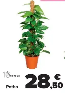 Carrefour Potho oferta