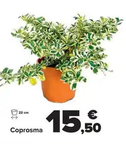 Carrefour Coprosma oferta