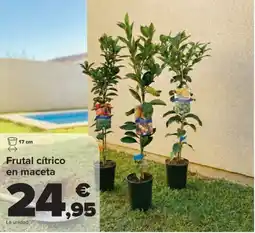Carrefour Frutal cítrico en maceta oferta