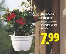Lidl Dipladenia colgante oferta