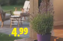 Lidl Lavanda oferta