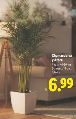 Lidl Chamaedorea y Areca oferta