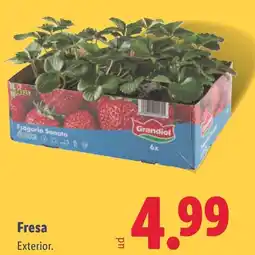 Lidl Fresa oferta