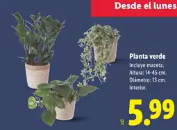 Lidl Planta verde oferta
