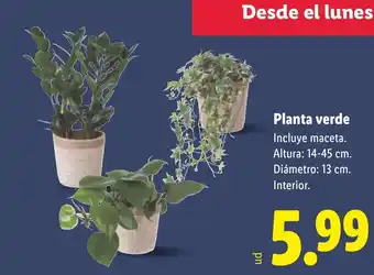 Lidl Planta verde oferta