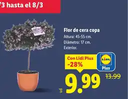Lidl Flor de cera copa oferta