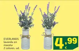 HiperDino EVERLANDS lavanda en maceta oferta