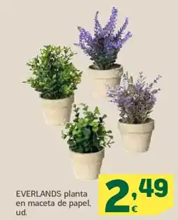 HiperDino EVERLANDS planta en maceta de papel oferta
