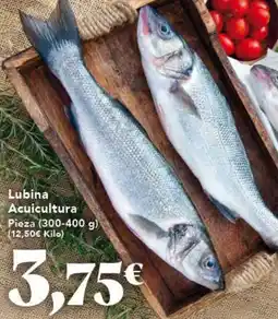 Gadis Lubina Acuicultura oferta