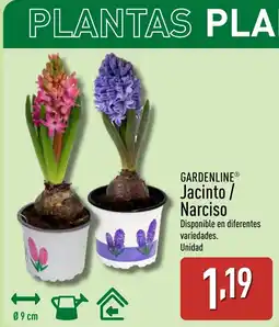 ALDI GARDENLINE Jacinto / Narciso oferta