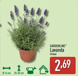 ALDI GARDENLINE Lavanda oferta