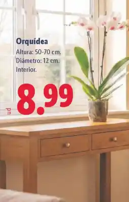 Lidl Orquídea oferta