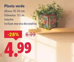 Lidl Planta verde oferta