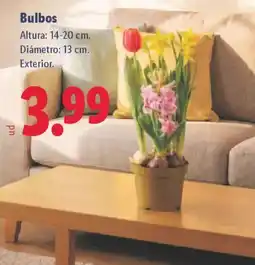 Lidl Bulbos oferta