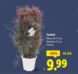 Lidl Jazmín oferta