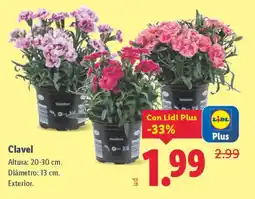 Lidl Clavel oferta
