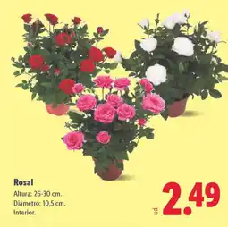 Lidl Rosal oferta