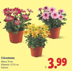 Lidl Crisantemo oferta