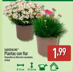 ALDI GARDENLINE Plantas con flor oferta