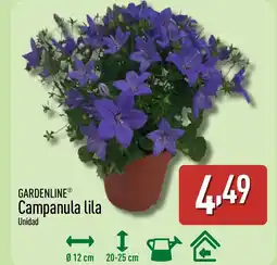 ALDI GARDENLINE Campanula lila oferta