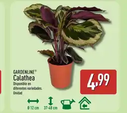 ALDI GARDENLINE Calathea oferta