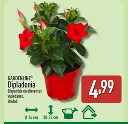 ALDI GARDENLINE Dipladenia oferta